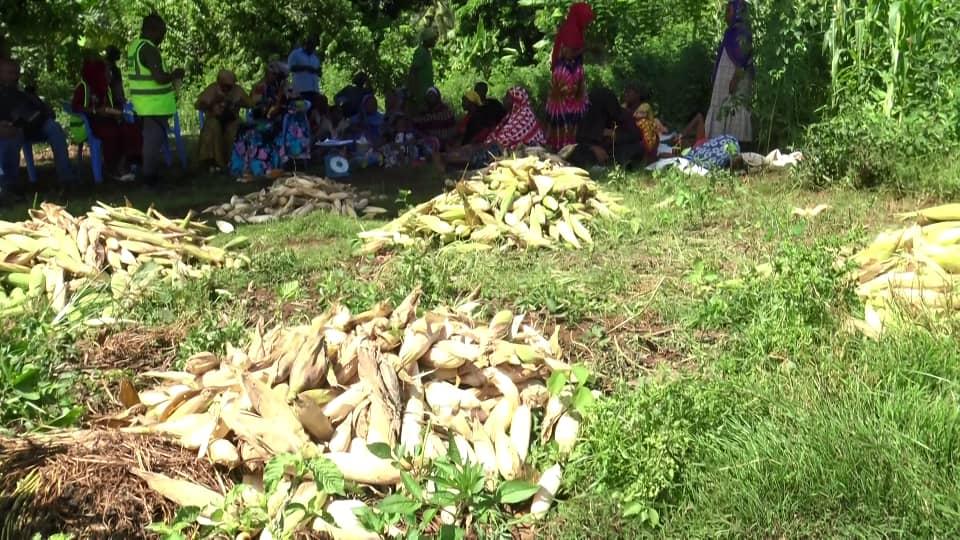 image L’Inrap expérimente à Mohéli une culture résiliente de maïs